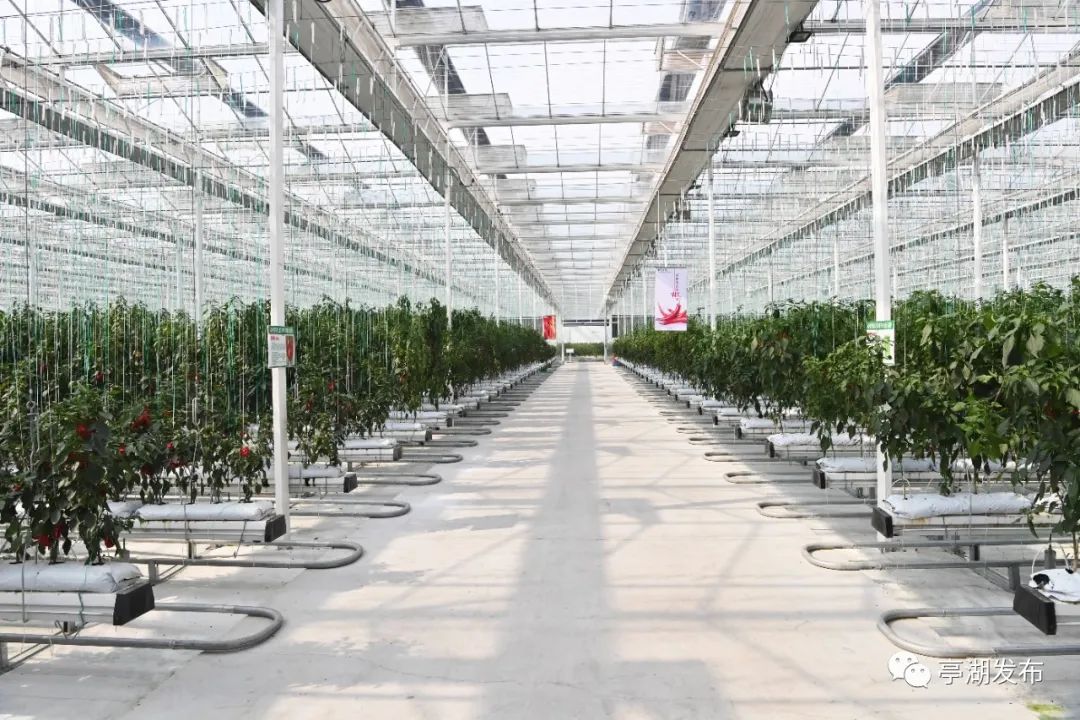 区领导张云云,张哲峰,王爱军,孙燕春,吉旭东,郁荣