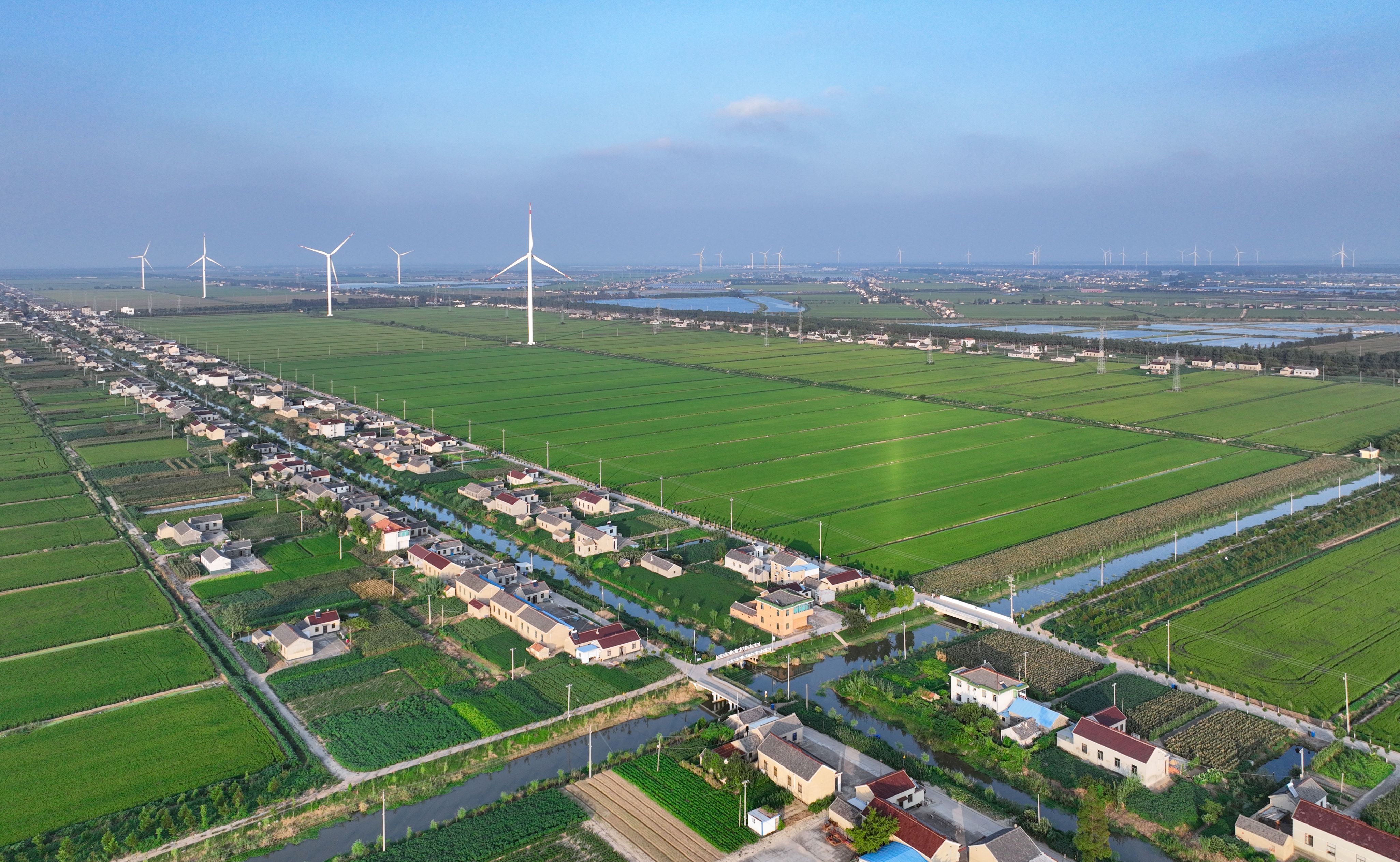 区县新闻丨盐城大丰三龙镇培植特色经济助力富民增收