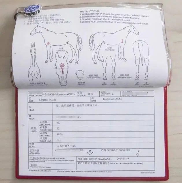 中国马匹护照，马特征图