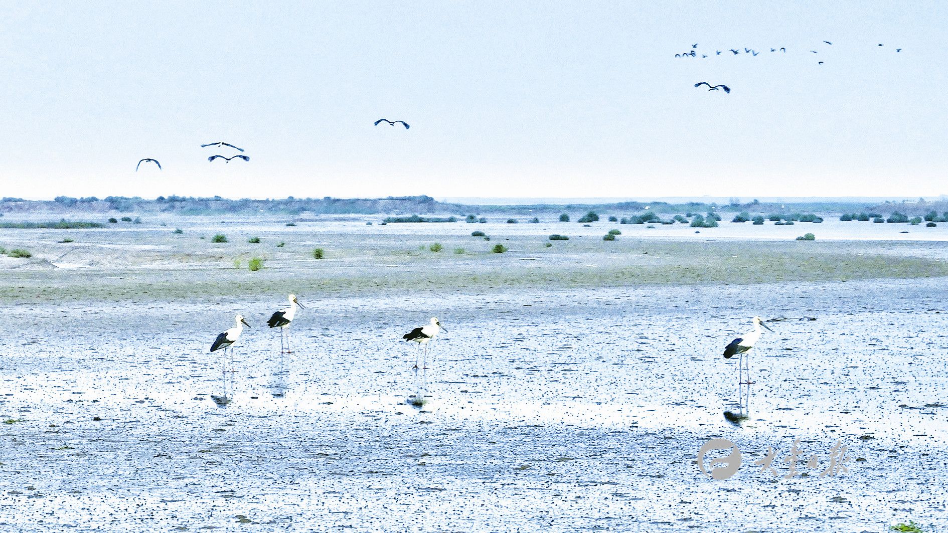 江苏大丰候鸟变留鸟东方白鹳在麋鹿保护区安了家