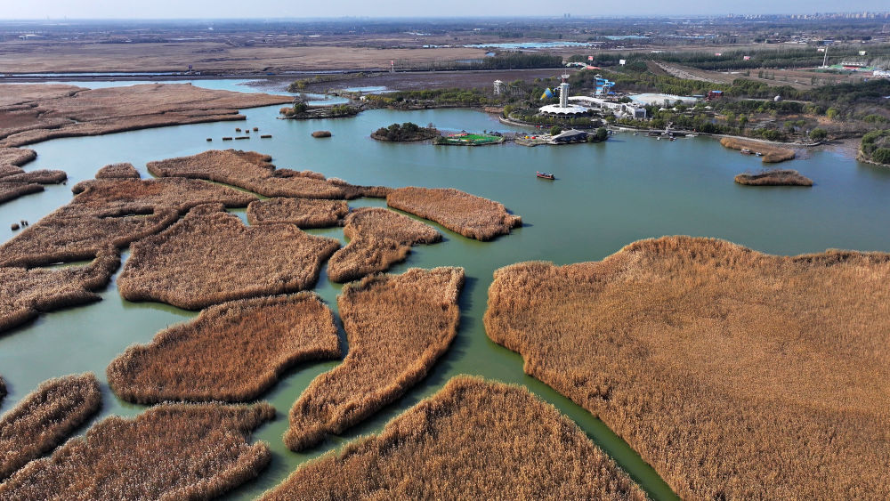 初冬湿地美如画