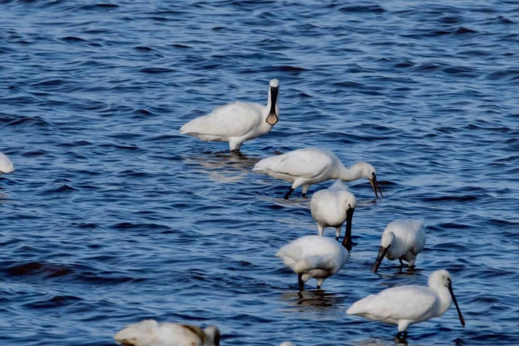 白琵鹭飞鸟美人