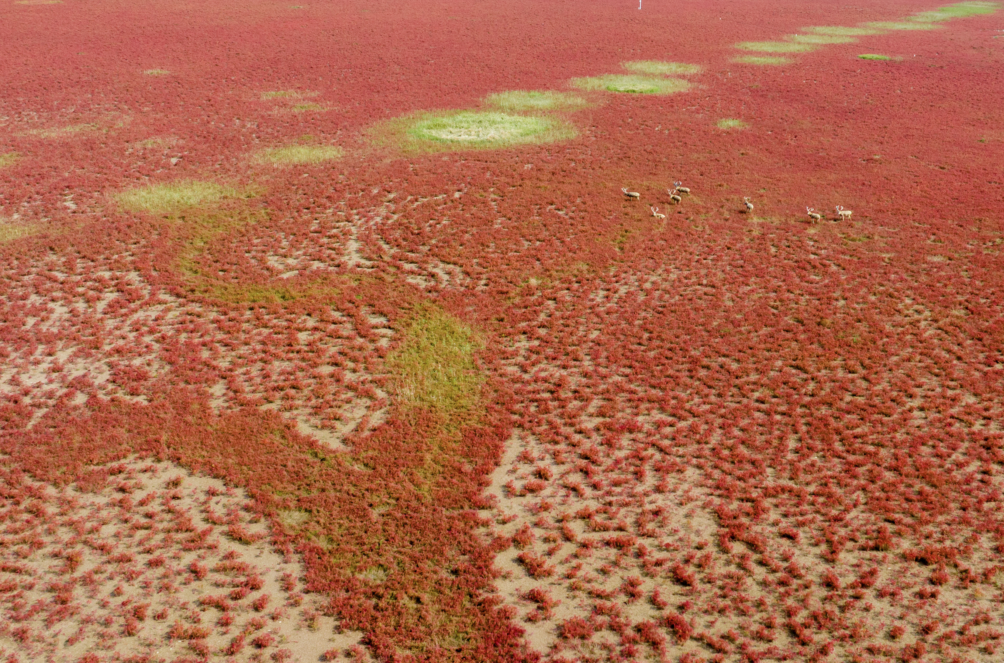湿地深秋中国红