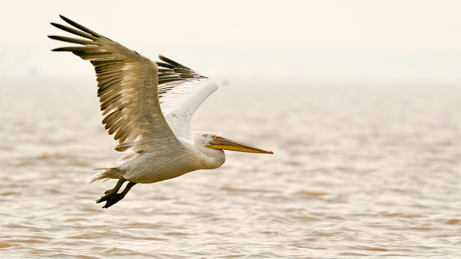 影像盐城卷羽鹈鹕飞抵东台条子泥
