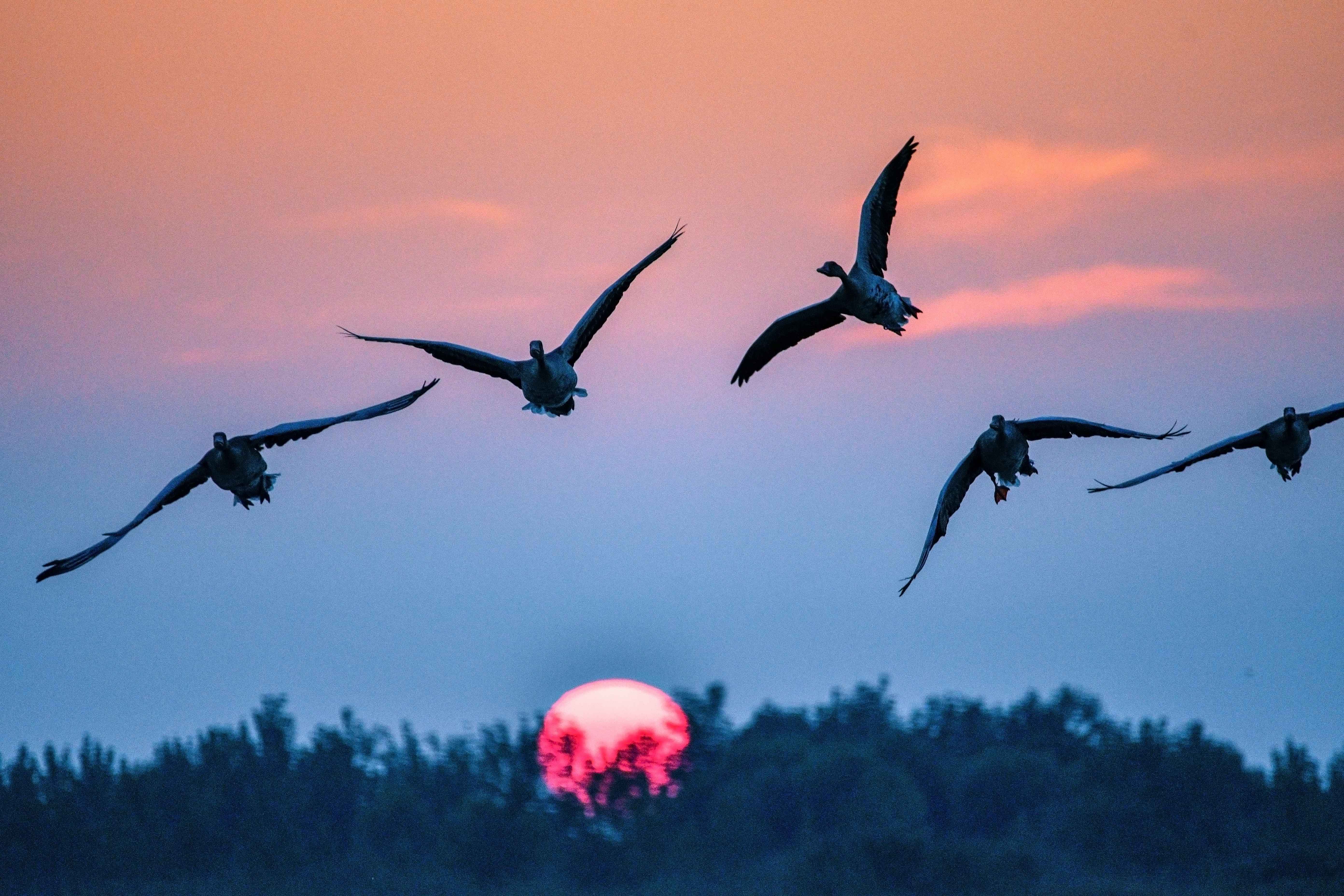 视觉江苏丨盐城盐都百万水鸟飞平湖