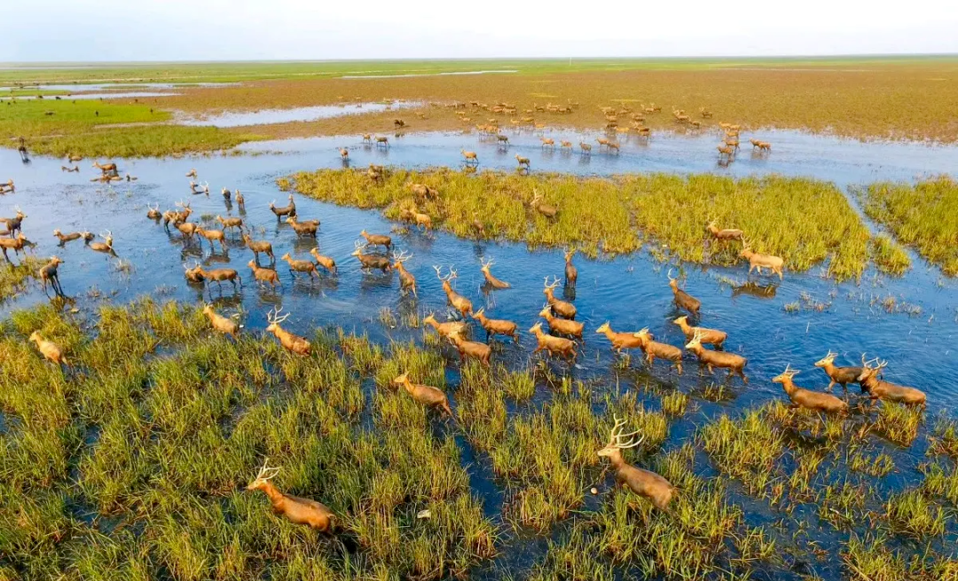 3号上午,记者走进江苏大丰麋鹿国家级自然保护区,看到成群结队的"湿地