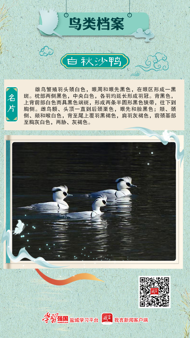 聽見黃海溼地鳥鳴丨白秋沙鴨