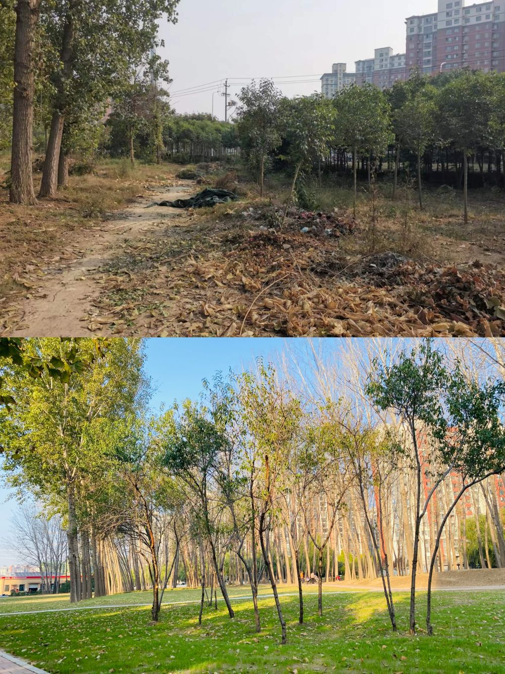 图为兰考县兰溪游园治理前后对比照片.