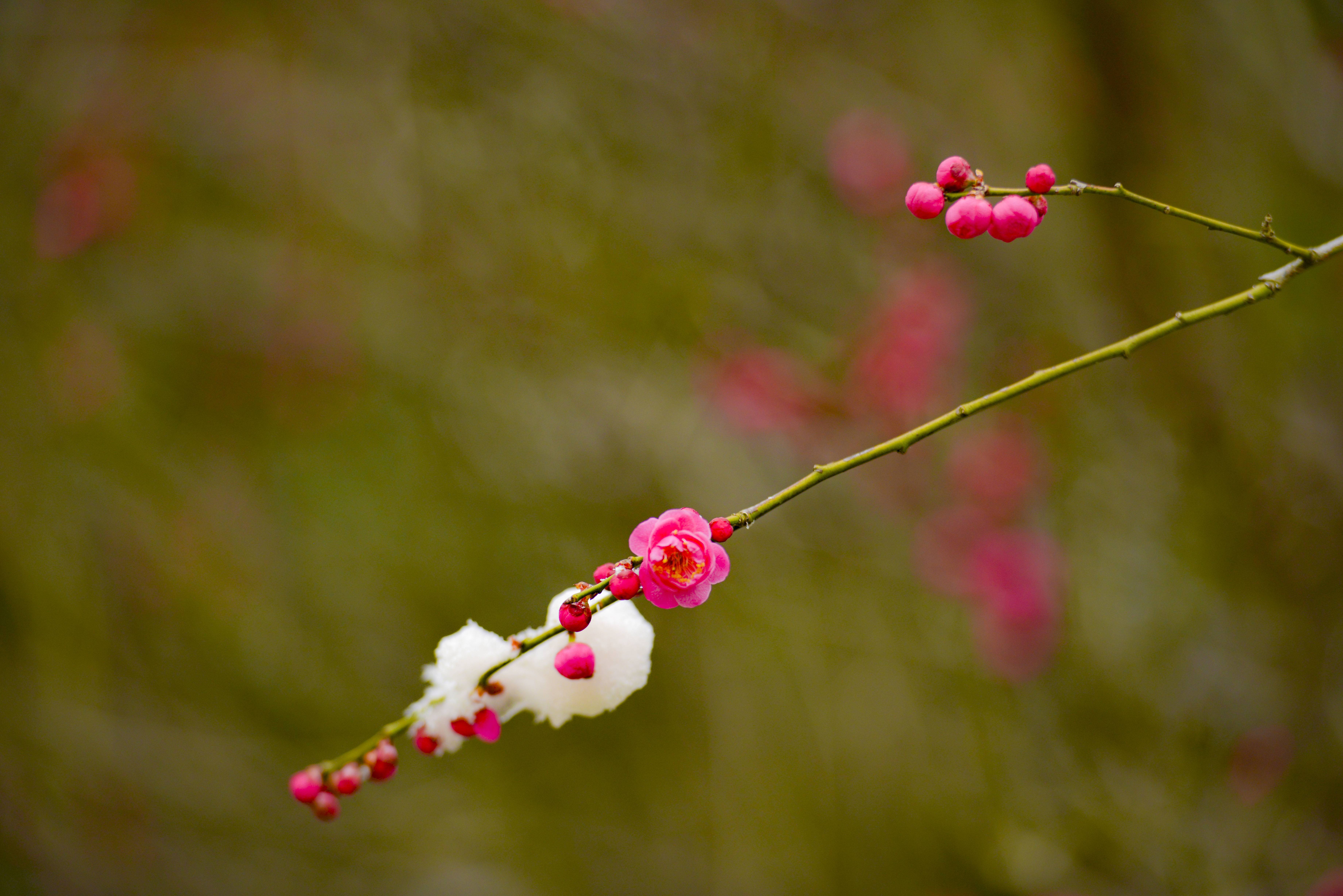 视觉江苏丨江苏盐城梅花映雪格外俏