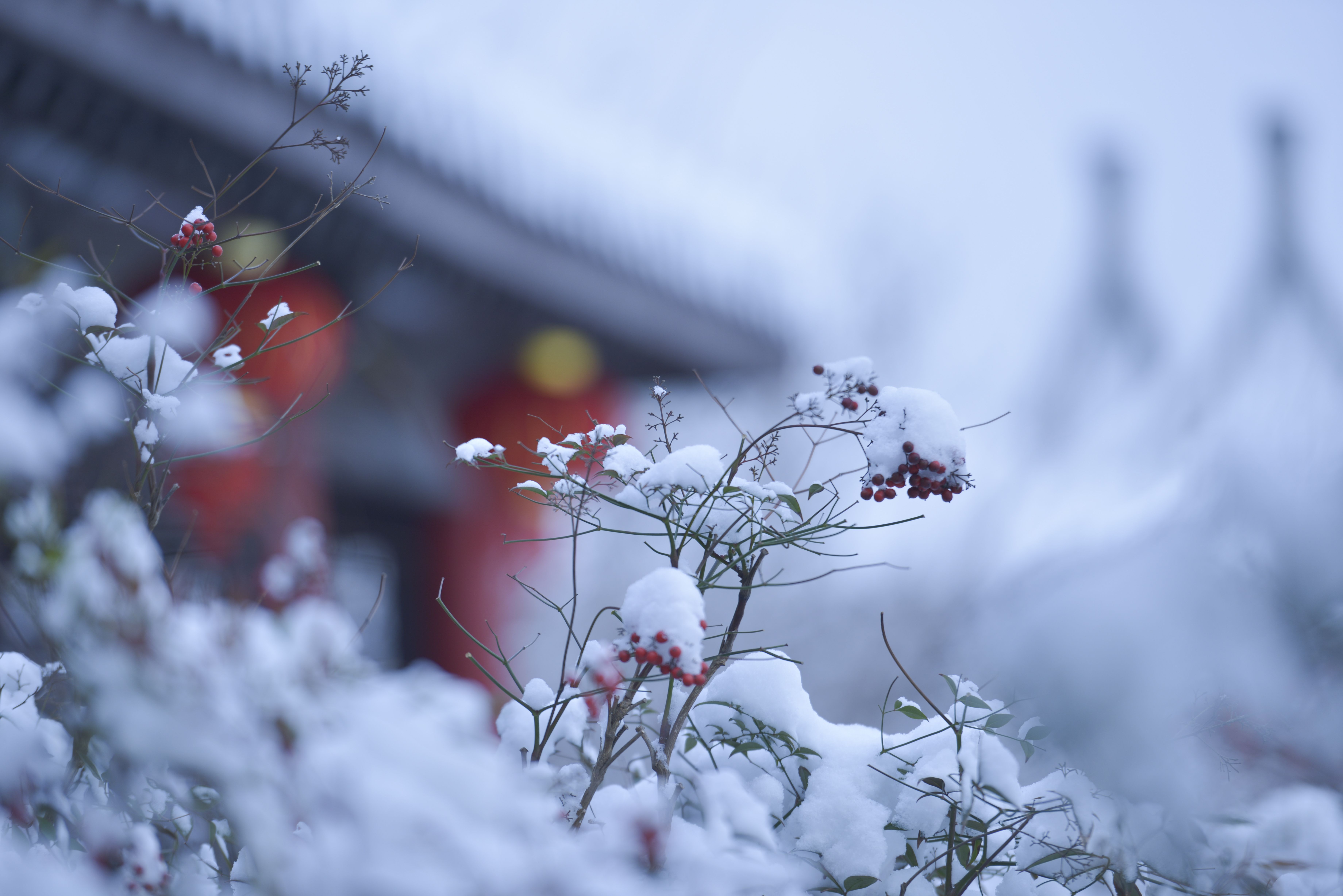 影像盐城丨盐城盐都世纪公园雪景如画