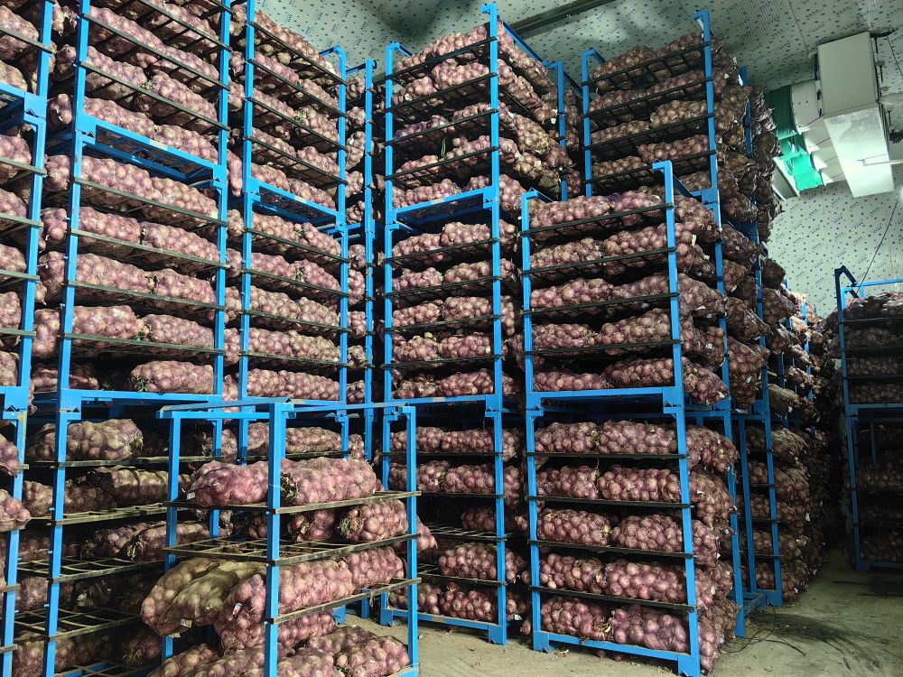 新春走基层产得好运得出中国蔬菜第一县稳产保供见闻