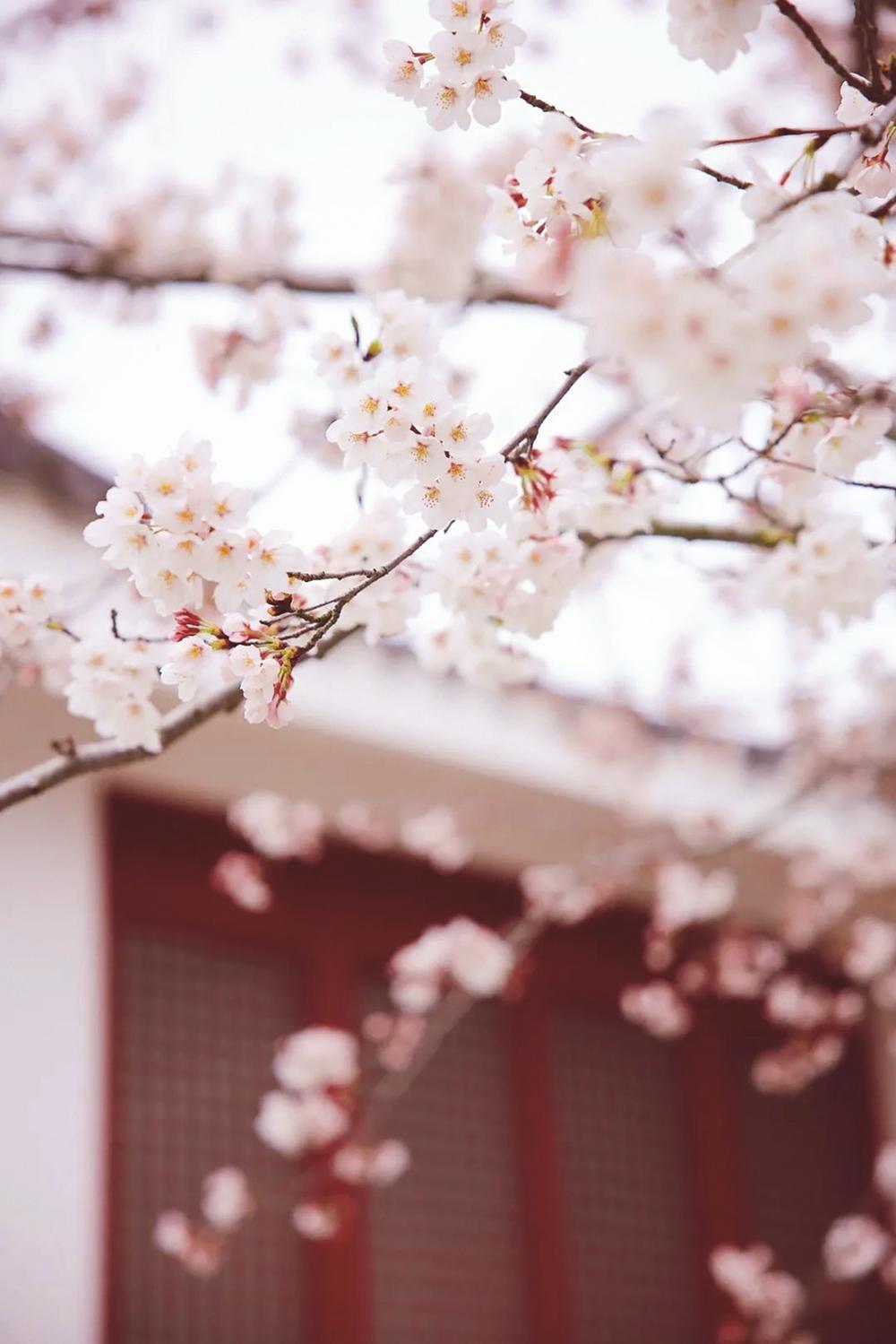 椿寒樱,杨贵妃樱,江户彼岸等系列樱花品种,基本涵盖了国内樱花的所有