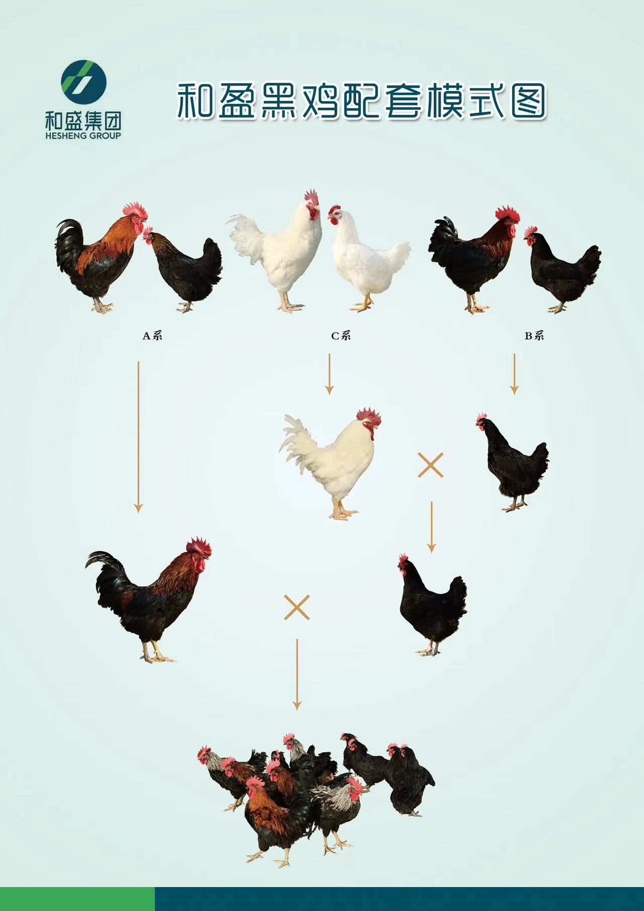 我市和盈黑鸡获批国家畜禽新品种