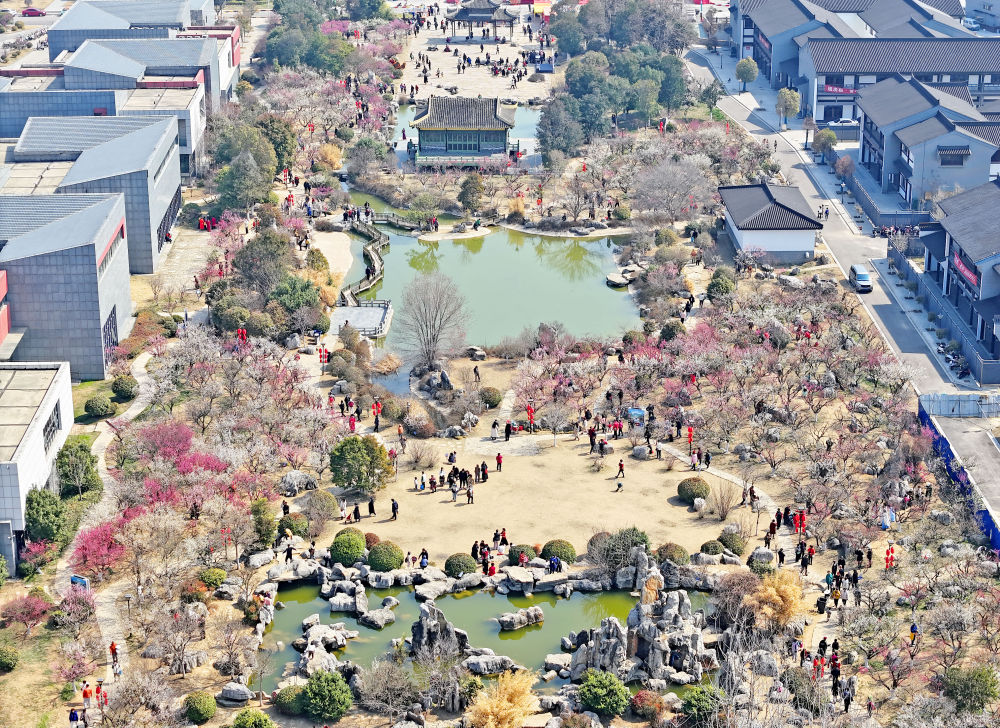 2024年3月12日,江苏省徐州市鼓楼区龟山探梅园梅花竞相绽放,美不胜