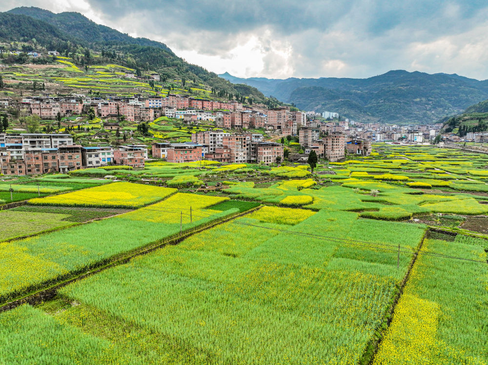 重庆巫山春茶吐绿采摘忙