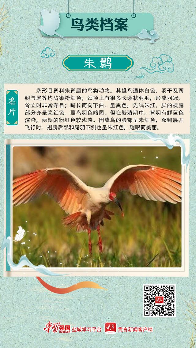 听见黄海湿地鸟鸣丨朱鹮