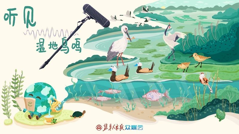 听见丨湿地鸟鸣铜蓝鹟