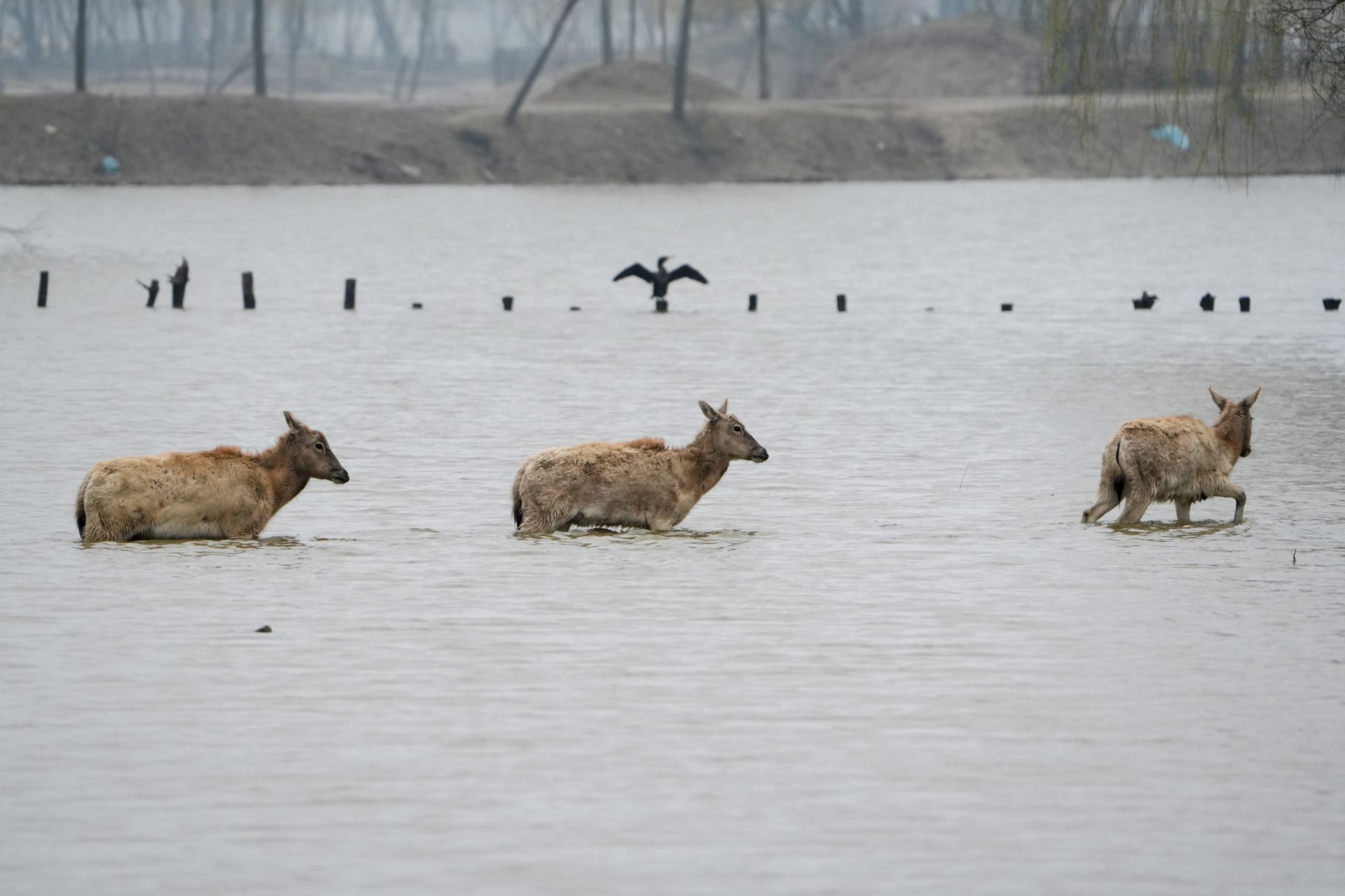 视觉江苏丨江苏盐城龙年麋鹿宝宝出生啦