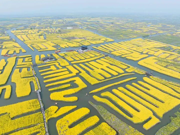 3月底4月初,位于泰州兴化境内的千垛油菜花将迎来盛花期.