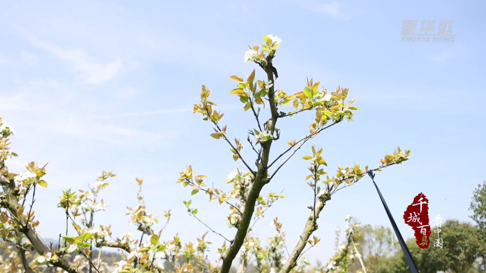千城百县看中国丨福建光泽梨花飞雪满园春