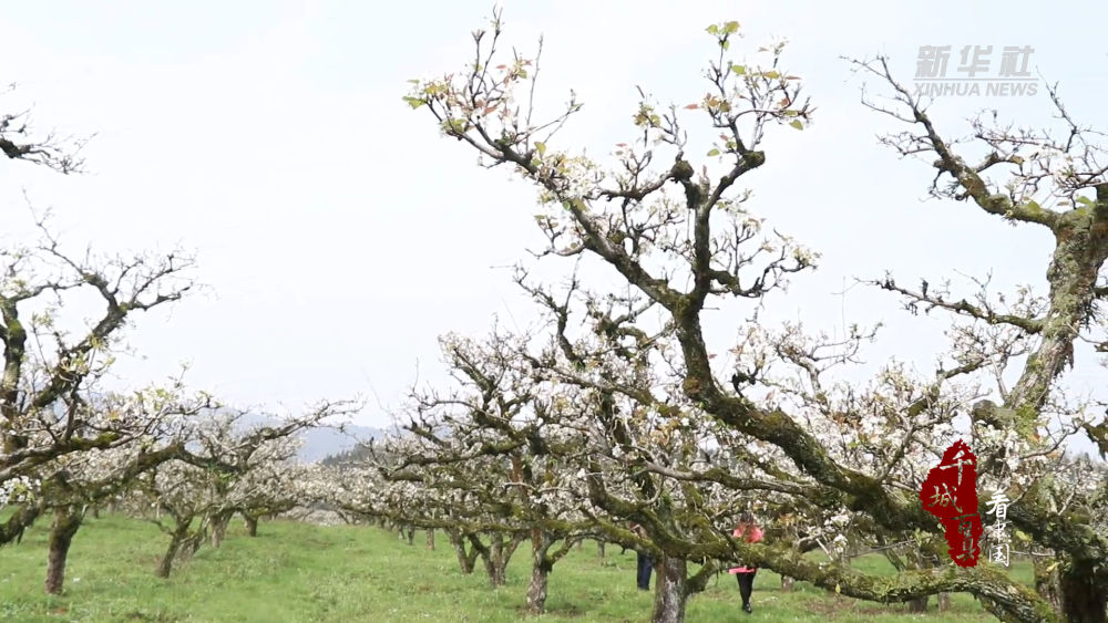 千城百县看中国丨福建光泽梨花飞雪满园春