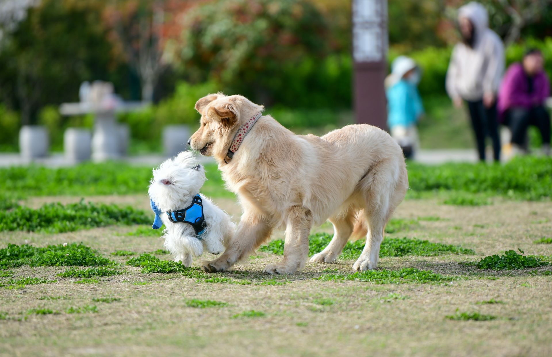 打造人宠和谐新空间