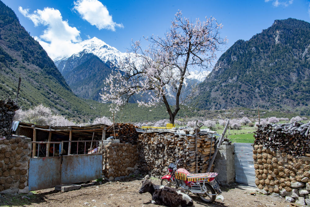 摄4月18日,群众在嘉黎县尼屋乡境内桃花间"过林卡"(无人机照片)