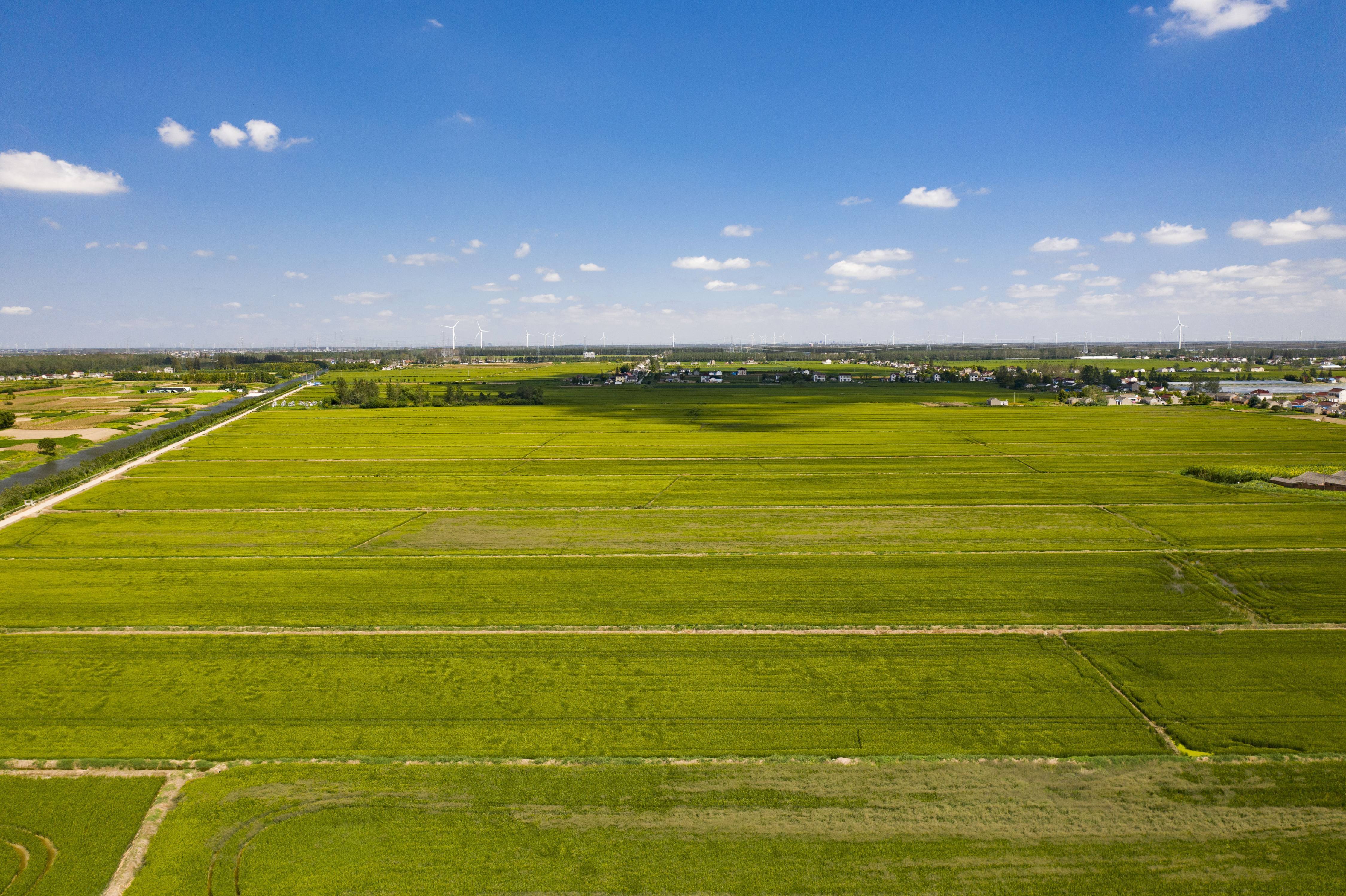 盐城大丰盐碱地改良经验入选全国优秀案例