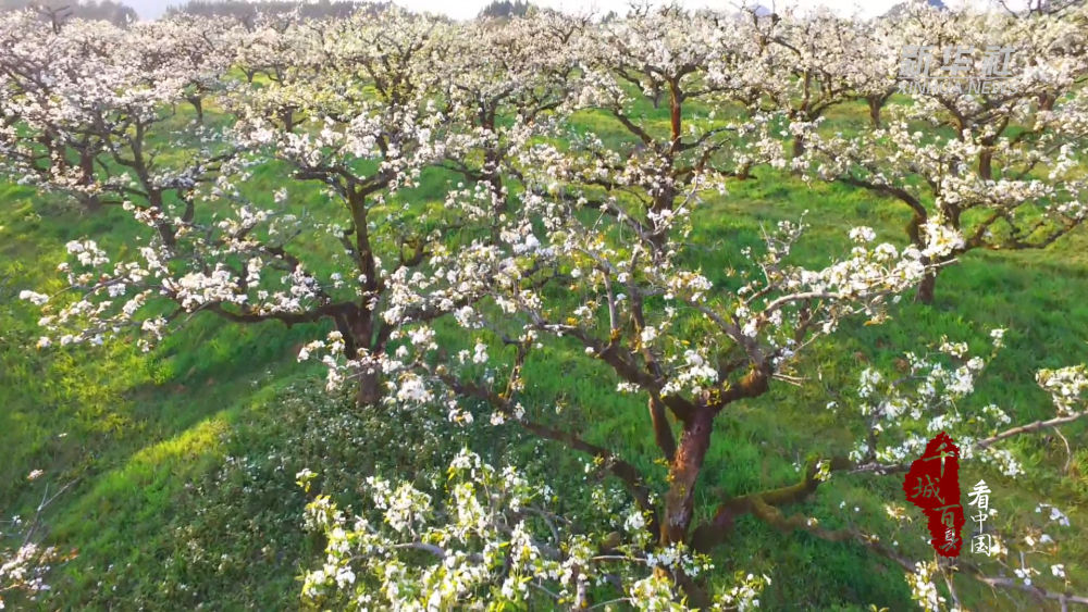 千城百县看中国丨福建光泽梨花飞雪满园春