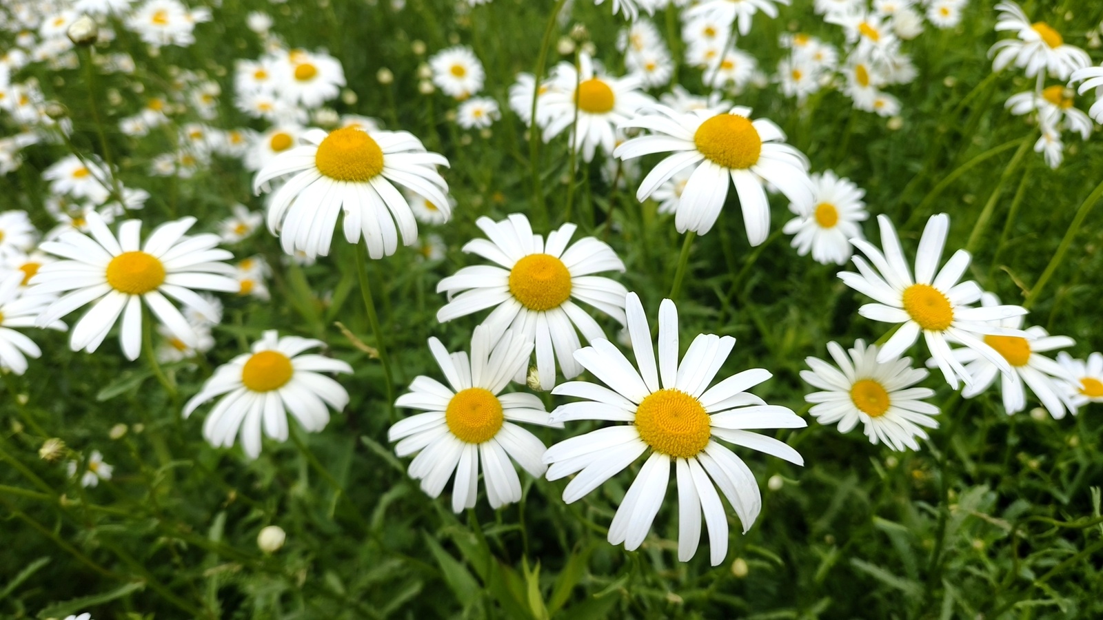 视觉江苏丨江苏建湖:大滨菊盛放 道不尽初夏美景