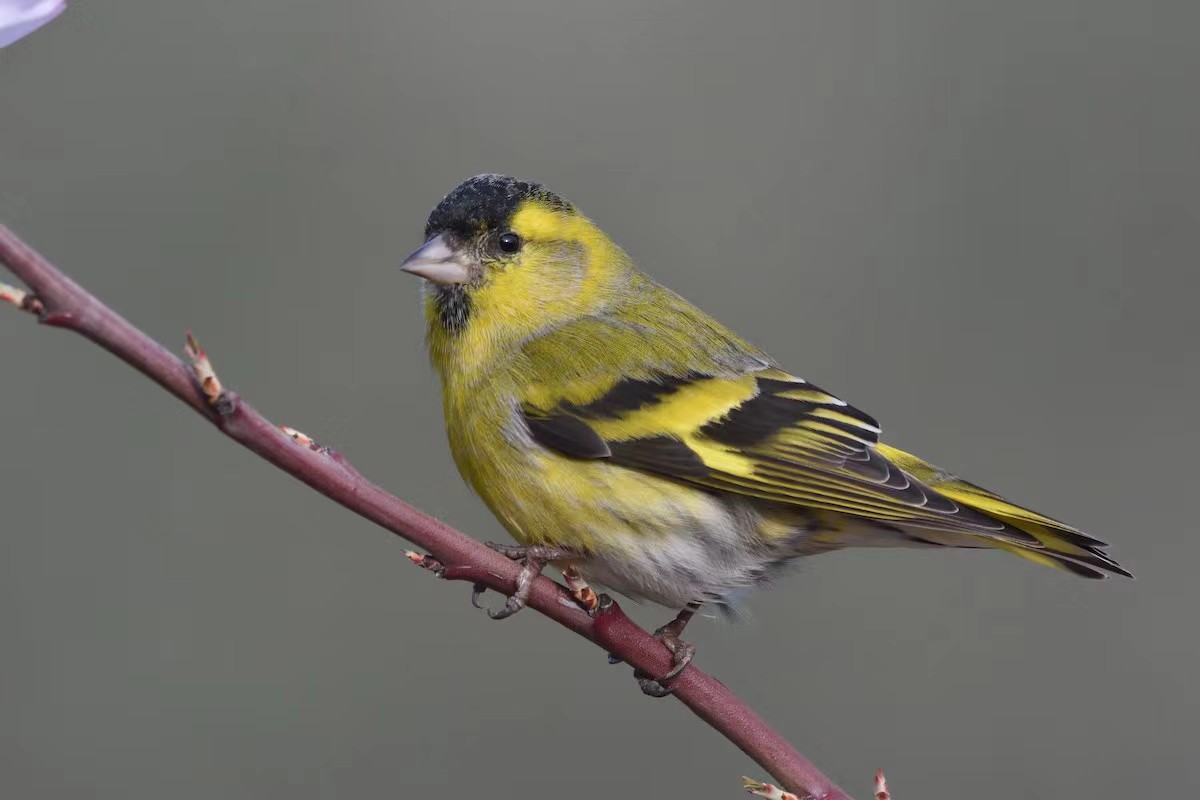 听见丨湿地鸟鸣 黄雀