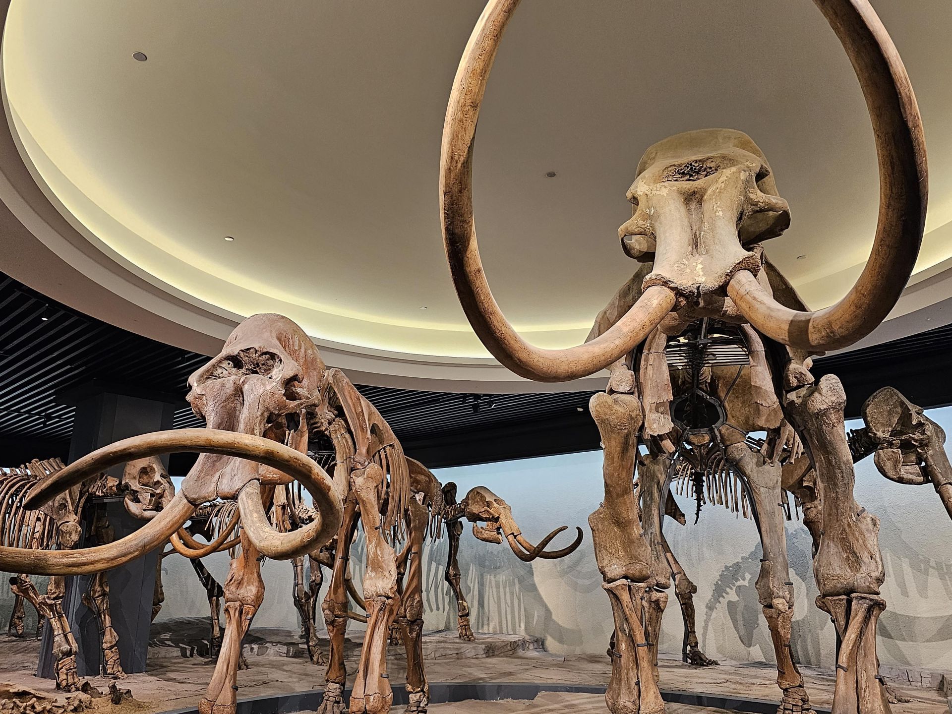 大庆市博物馆展出的猛犸象化石.