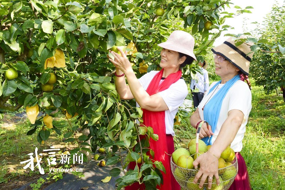 梨香飄滿(mǎn)園 游客采摘忙