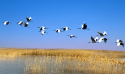 射阳滩涂上稻茬地为越冬的鹤类觅食提供方便