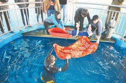 大丰渔民发现受伤江豚 虽经全力抢救仍不幸夭折 