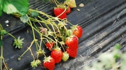 小草莓“种”出大产业