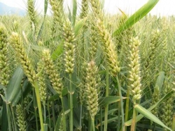 全市小麦长势稳定丰收在望  收购行情预计好转