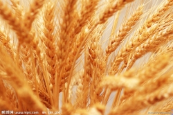 射阳小麦总产量创历史新高总产量约56万吨