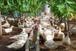 通榆河一级水源保护区内39家规模畜禽养殖场已全部关闭搬迁到位