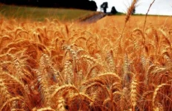 全市小麦量价齐升收益倍增 亩均现金收益477.67元