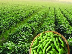 小小毛豆生态富民硕果 响水发展高效农业促增收