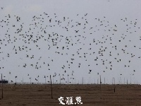 初秋东台弶港：万鸟齐鸣 景象壮观