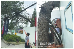 刮歪的大树压在电缆上 存在安全隐患，居民盼尽快清理