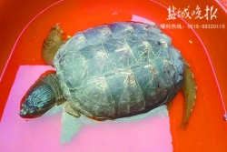 盐城老汉捕到9公斤鳄龟 市渔政部门表示不宜放生