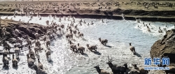 世界最大麋鹿群“群鹿争渡”