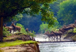 盐城市两作品《麋鹿》《丹顶鹤》 入选生态中国自然影像展