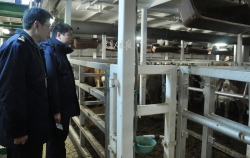 欢迎新成员！大丰港首次进口近2600头澳洲种牛