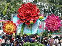 香港：又到一年赏花时