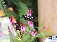 厄瓜多尔明多森林保护区“蝴蝶谷”探奇