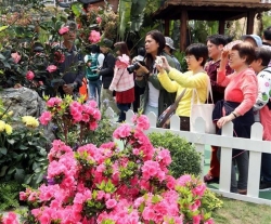 香港：又到一年赏花时
